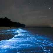 Gippsland Lakes Bioluminescence