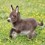 Donkey