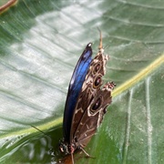 Philadelphia Insectarium and Butterfly Pavilion (Permanently Closed)