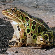 Leopard Frog