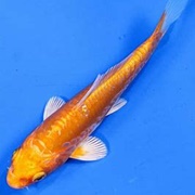Orenji Ogon Koi