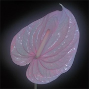 Flora Yin-Wong - Holy Palm