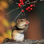 Chipmunk