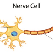 Nerve
