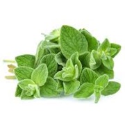 Oregano