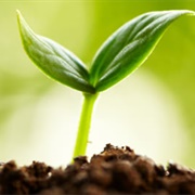 Sprout
