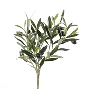 Giving a Blessed Olive Branch to the Godparents