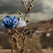 Better Call Saul: "Rock and Hard Place" (S6,E3)