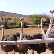Aruba Ostrich Farm, Aruba