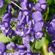 Wolfsbane