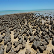 The Stromatolites of Hamelin Pool