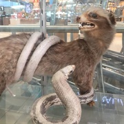 Seized Endangered Species Exhibit