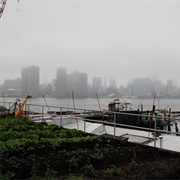 Eagle Street Rooftop Farm
