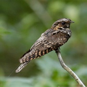Whippoorwill