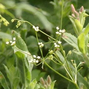 Stone Parsley (Sison Amomum)