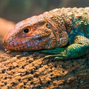 Caiman Lizards
