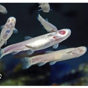 Cavefish