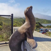 The Marine Mammal Center - Sausalito, CA