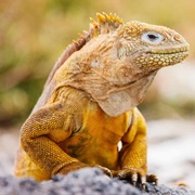 Galapagos Land Iguana