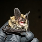 Western Long-Eared Bat