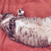 Shows You Their Belly