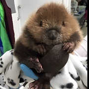 Baby Beaver