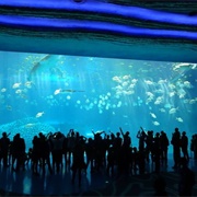 Chime-Long Ocean Kingdom