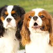 Cavalier King Charles Spaniel