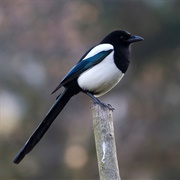 Magpie