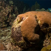 Massive Starlet Coral