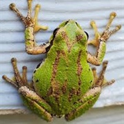 Pacific Tree Frog