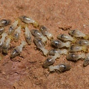 Gnathamitermes Perplexus