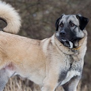 Anatolian Shepherd Dog