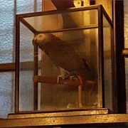 Polly at Ye Olde Cheshire Cheese