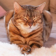 Slowly Blinks at You