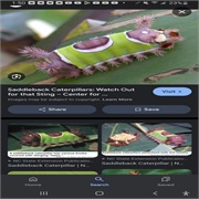 Saddleback Caterpillar