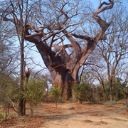 Chinguni Hill Tree, Liwonde NP, Malawi