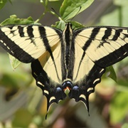 Western Tiger Swallowtail Butterfly