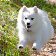 Japanese Spitz
