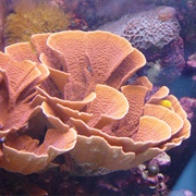 Vase Coral