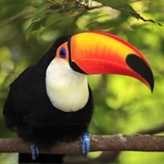 Toco Toucan