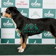 Entlebucher Mountain Dog