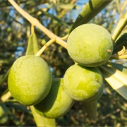 Bosana Olive