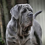 Neapolitan Mastiff