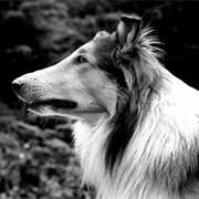 Lassie