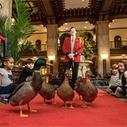 Peabody Hotel Duck March, Memphis, TN, USA