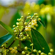 Aromatic Litsea (Litsea Cubeba)