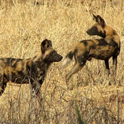Wild Dog