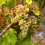 Savagnin