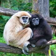 Lar Gibbon